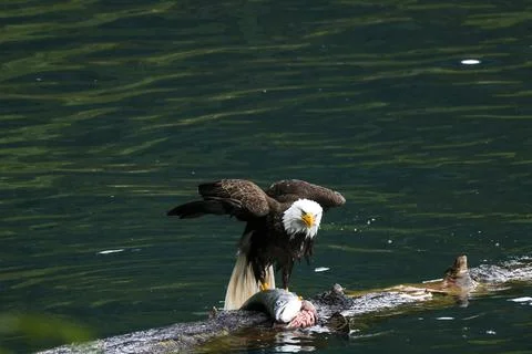 Bald Eagle With a Trout Stock Photos