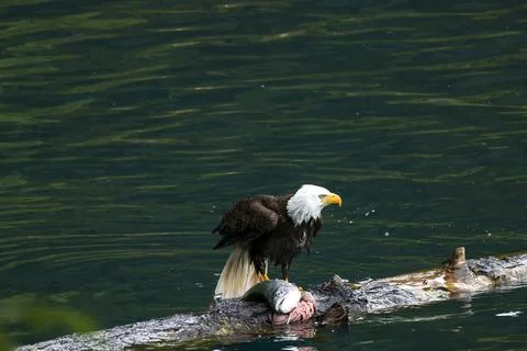 Bald Eagle With a Trout Stock Photos