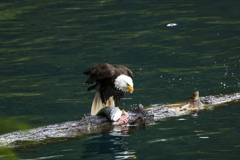 Bald Eagle With a Trout Stock Photos