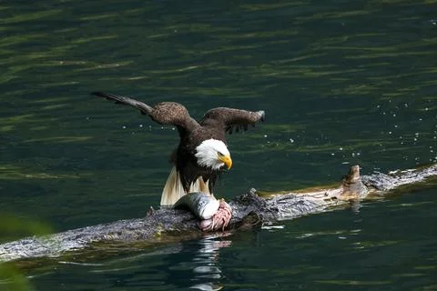 Bald Eagle With a Trout Stock Photos