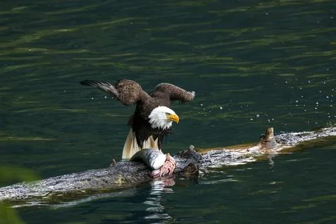 Bald Eagle With a Trout Stock Photos