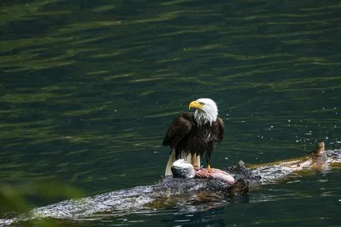 Bald Eagle With a Trout Stock Photos