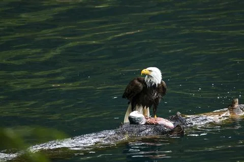 Bald Eagle With a Trout Stock Photos