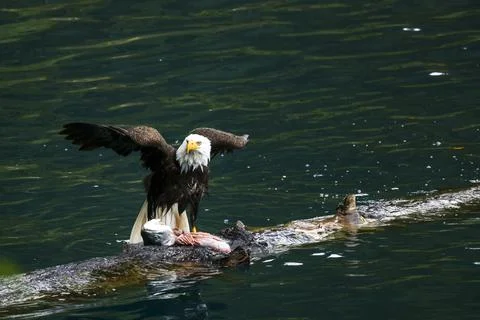 Bald Eagle With a Trout Stock Photos
