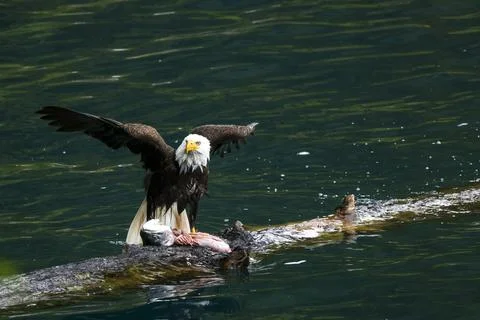 Bald Eagle With a Trout Stock Photos
