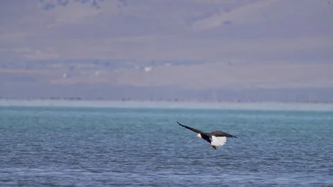 Bald Eagle trying to land on a stick that won't hold its weight Stock Footage 327627658
