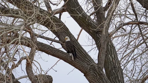 Bald Eagle turning around in a tree in the wind Stock Footage 329133228