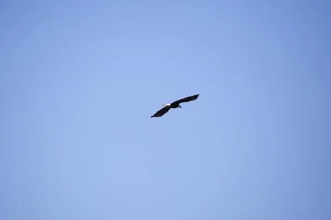 Bald Eagle Turning in Flight Stock Photos