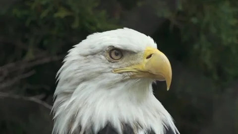 Bald Eagle Turning Head in Close-Up, Forest Setting Stock Footage 342573498