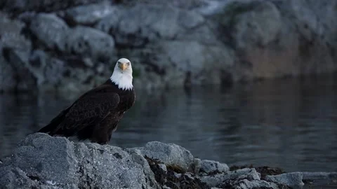 Bald Eagle Turning Its Head While Perched on Shoreline Rocks 스톡 동영상 347731353
