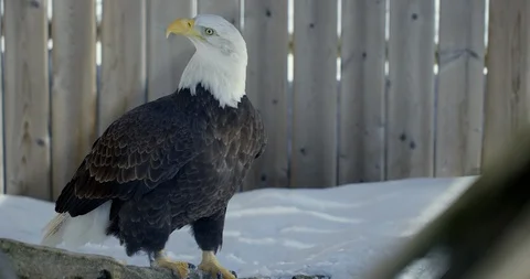 Bald Eagle turns head around to investigate what is behind him while on Stock Footage 108570908