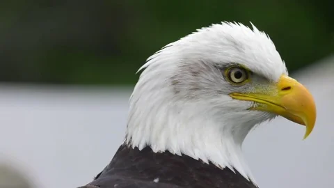 Bald eagle turns to look at you 4k Stock Footage 78521618