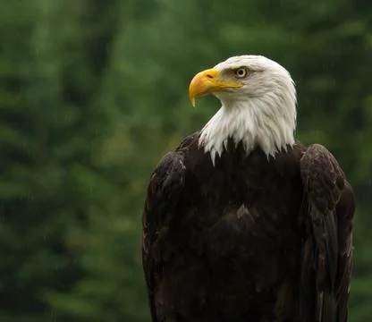 Bald eagle under the rain looking around for a meal Stock Photos