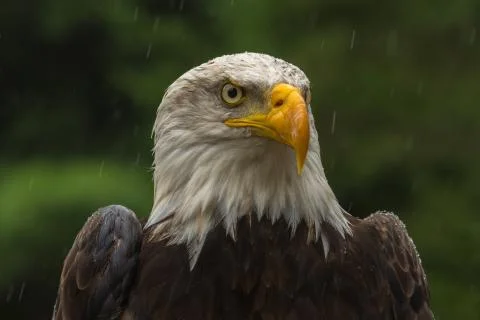 Bald eagle under the rain looking around for a meal Stock Photos