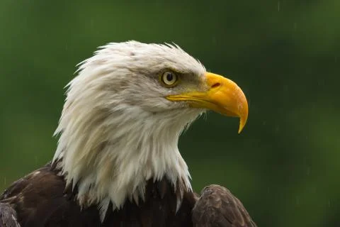 Bald eagle under the rain looking around for a meal Stock Photos