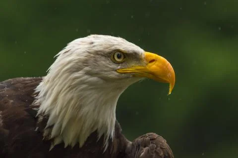Bald eagle under the rain looking around for a meal Stock Photos