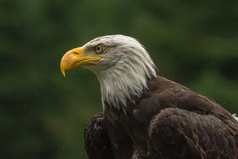 Bald eagle under the rain looking around for a meal Stock Photos