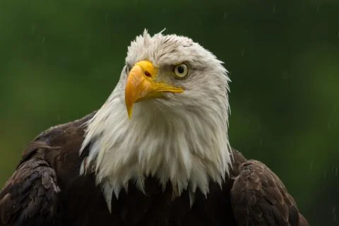 Bald eagle under the rain looking around for a meal Stock Photos