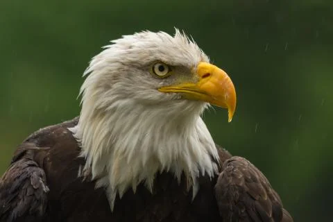 Bald eagle under the rain looking around for a meal Stock Photos
