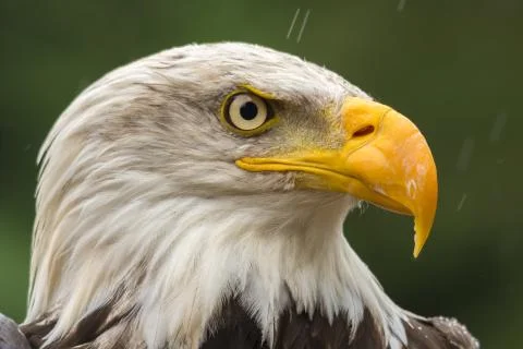 Bald eagle under the rain looking around for a meal Stock Photos