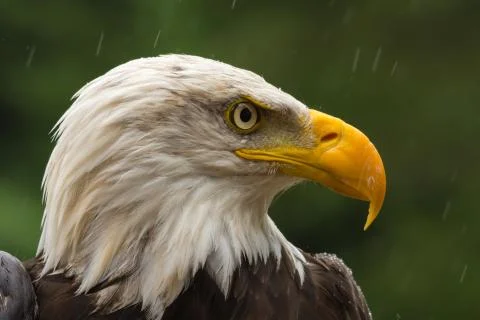 Bald eagle under the rain looking around for a meal Stock Photos