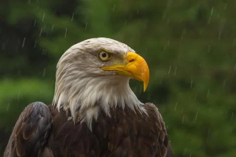 Bald eagle under the rain looking around for a meal Stock Photos