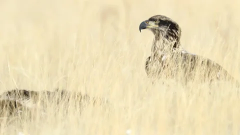 Bald Eagle walking Stock Footage 201172127