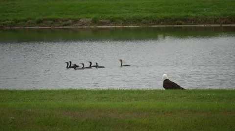 A bald eagle watches a group of ducks swim by, 4K Stock Footage 59105907