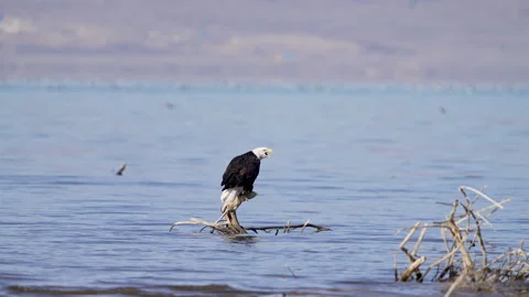 Bald Eagle watching another eagle fly in and screaming at it Stock Footage 327625628