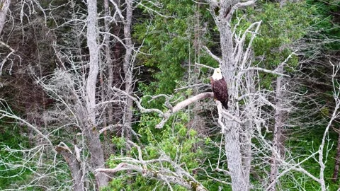 Bald Eagle Watching From a Forest Snag Stock Footage 345295330