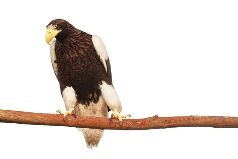 Bald eagle on a white background 스톡 사진