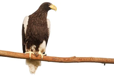 A bald eagle on a white background 스톡 사진