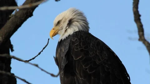 Bald Eagle in the Wild (close-up 2) Video stock 7901786