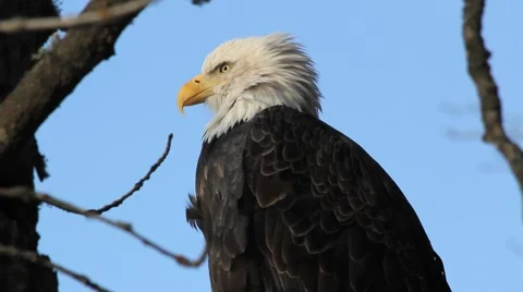 Bald Eagle in the wild (close-up) Video stock 950868