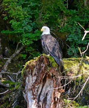 Bald eagle in the wilderness, USA Stock-Fotos