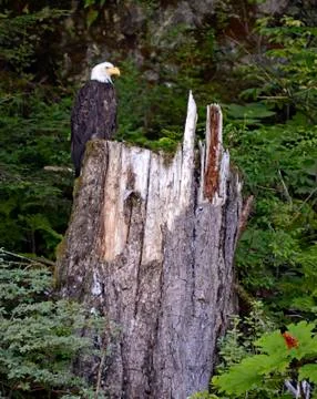 Bald eagle in the wilderness, USA Fotos Stock