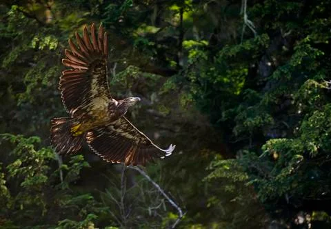 Bald eagle in the wilderness, USA Stock Photos