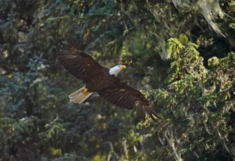 Bald eagle in the wilderness, USA Foto stock