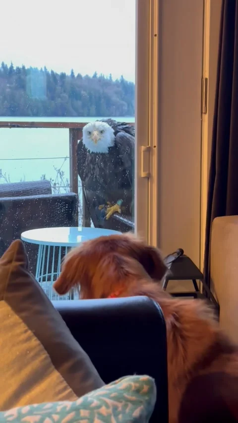 Bald Eagle At The Window, usa - 15 Mar 2025 Stock Footage 304623156