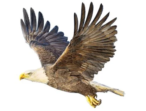 Bald eagle winged flying on white Stock Illustration