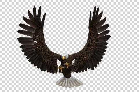 Bald Eagle with wings spread. 3d illustration isolated on transparent backgro Illustrazione stock