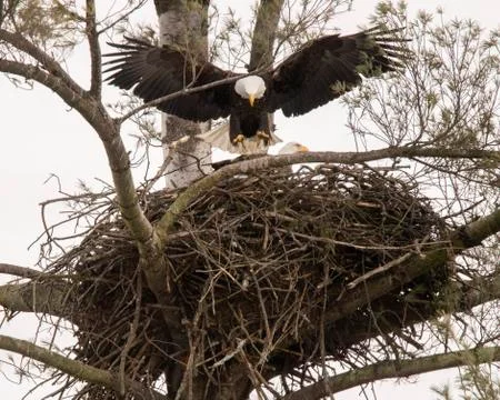 Bald Eagle Wings Spread Wide Leaps to Branch From Nest Stock Photos