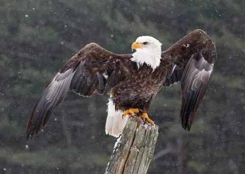 Bald eagle with wings stretched Stock Photos