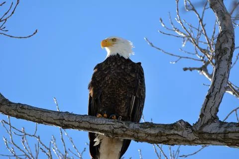 Bald eagle on a winter day at Ottawa National Wildlife Refuge 스톡 사진