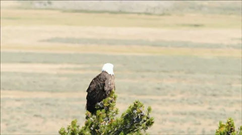 Bald Eagle Yellowstone Stock-Footage 39733671