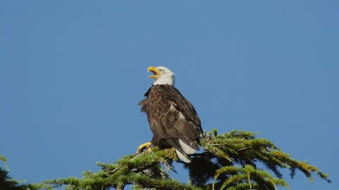 A Bald Eagle yells at a passing crow (slow motion) Stock Footage 133596029
