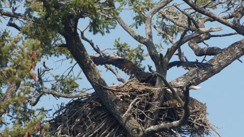 Bald eagle young, 12 weeks, exercising wings for flight, 4k Video stock 280530309