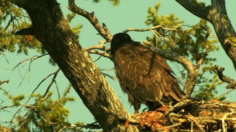 Bald eagle young, 13-week old standing on nest in morning, 4k Stock-Footage 279894262