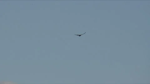 Bald eagle young 스톡 동영상 7743880