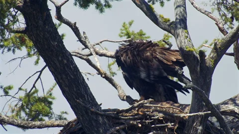 Bald eagle, young in nest, preening, slomo 4k Stock Footage 280718415